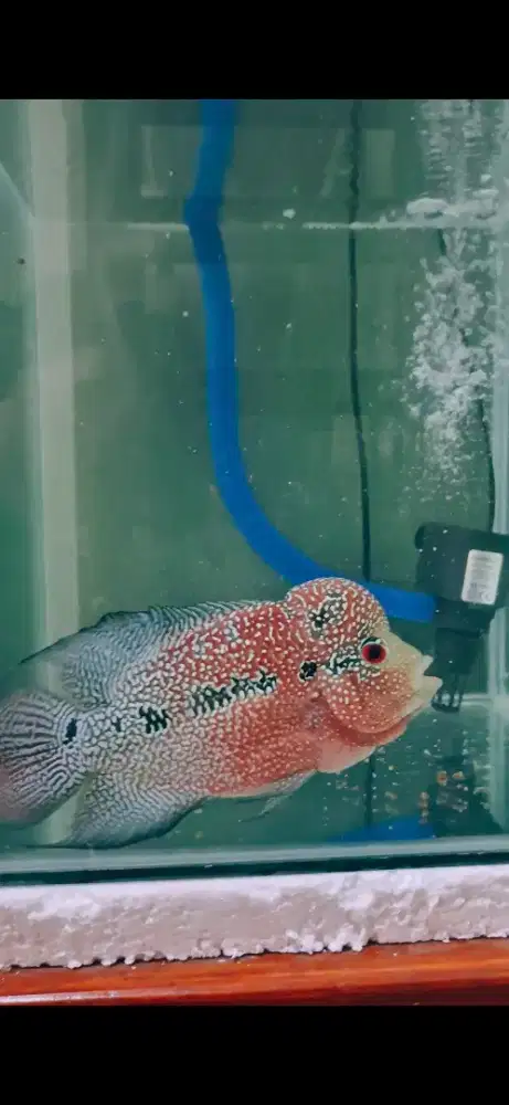 IKAN LOUHAN / LOHAN