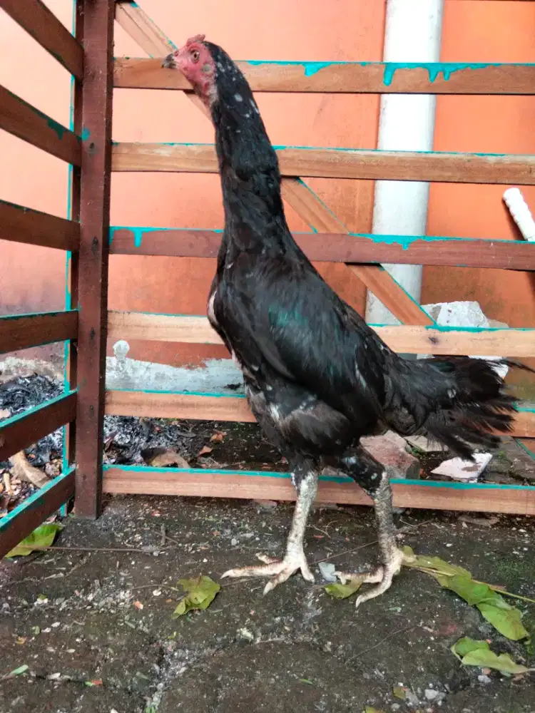 Biang ayam Bangkok josss...