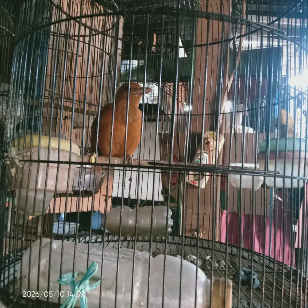 Cica emas rajin