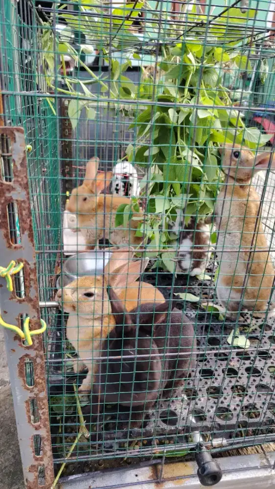 Kelinci jenis Rex bulu karpet usia remaja