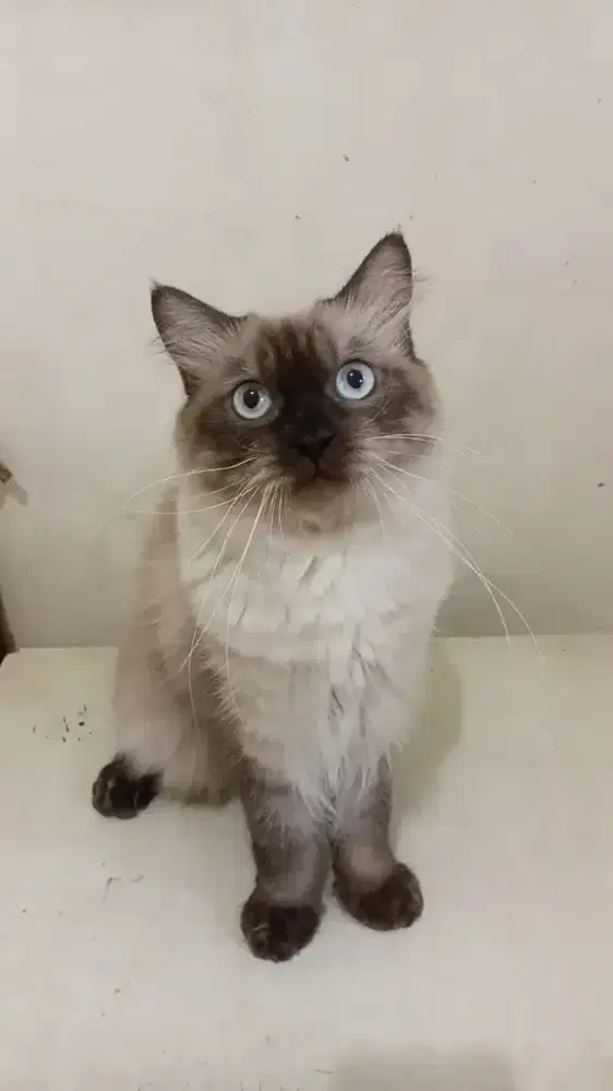 Kucing himalaya Jantan
