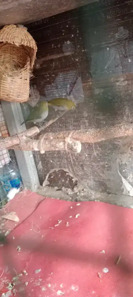 Burung kaca mata gunkar sepasang