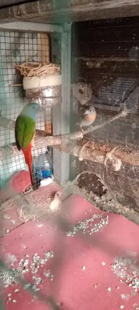 Redsiskin betina hybrid emprid bondol ijo jantan