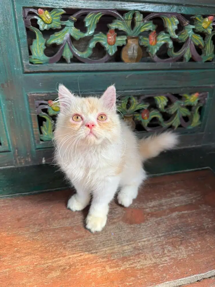 Kucing persian longhair