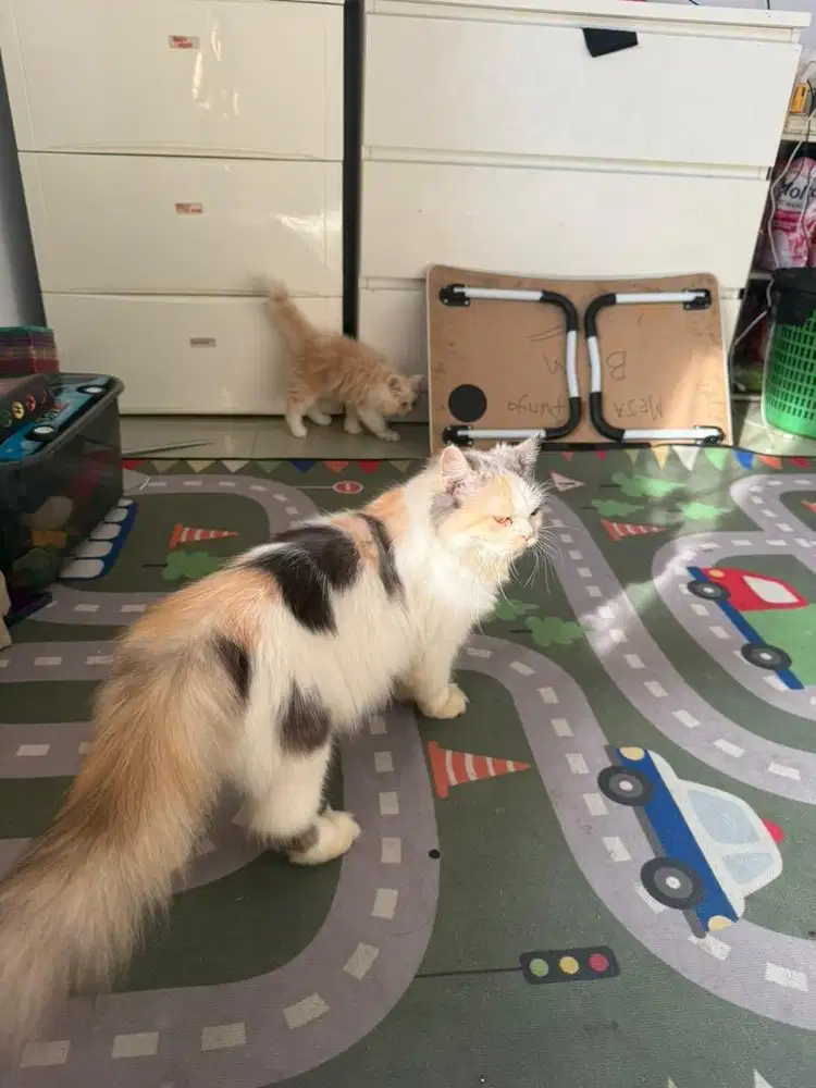 Kucing persian longhair