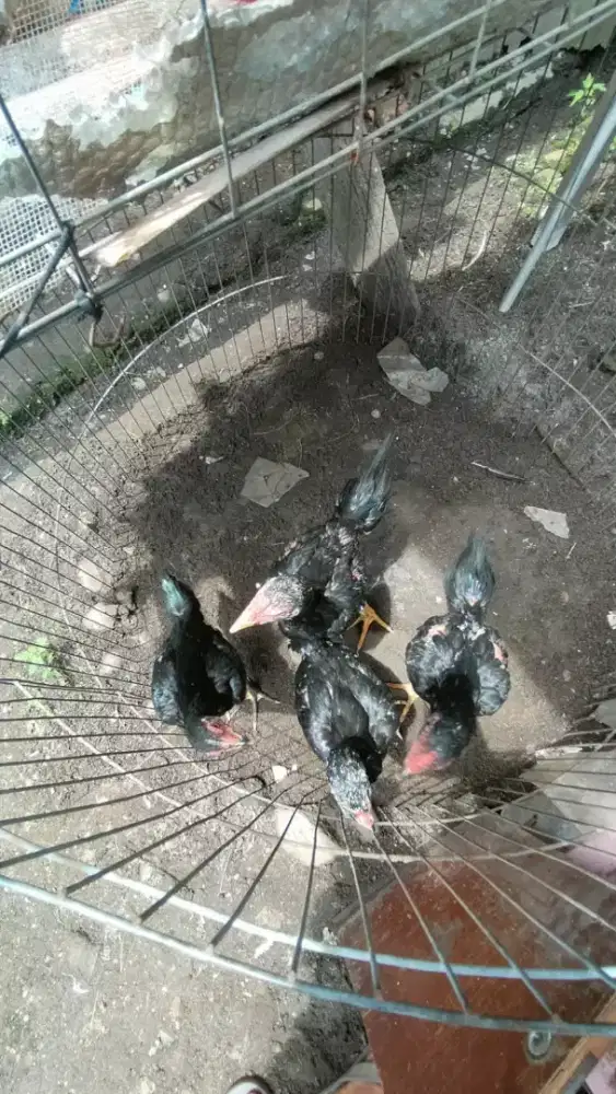 Dijual cepat 5 ekor ayam siam (3jntn 2beti)