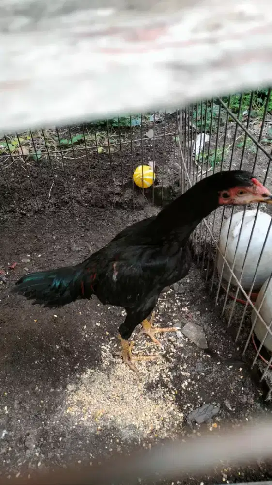 Dijual cepat 3 ekor ayam siam (1jntn 2beti)