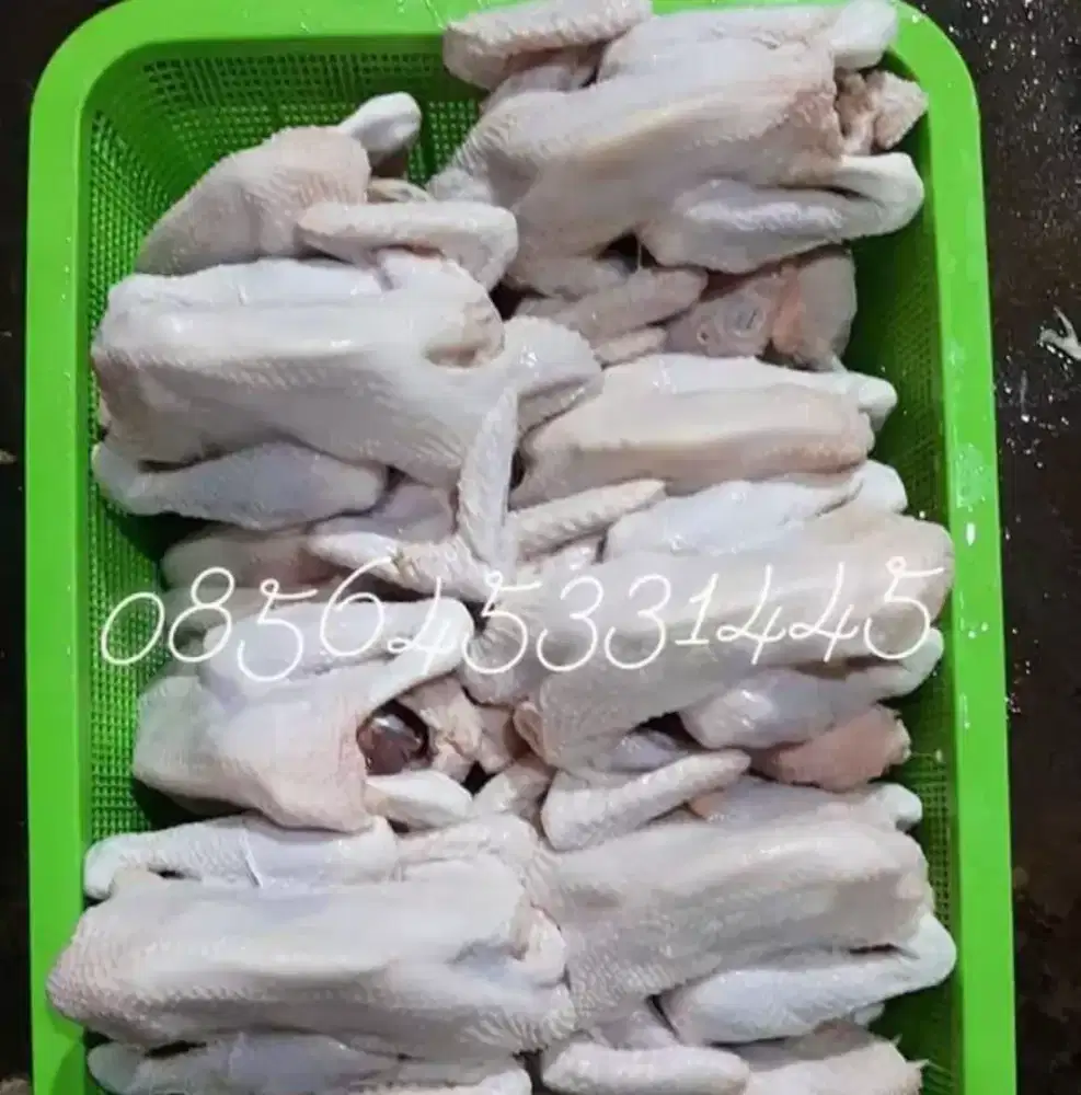 Karkas kampung pejantan