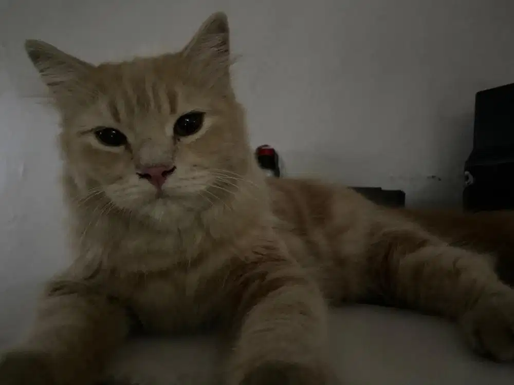 Kucing Persia umur 6+ bulan