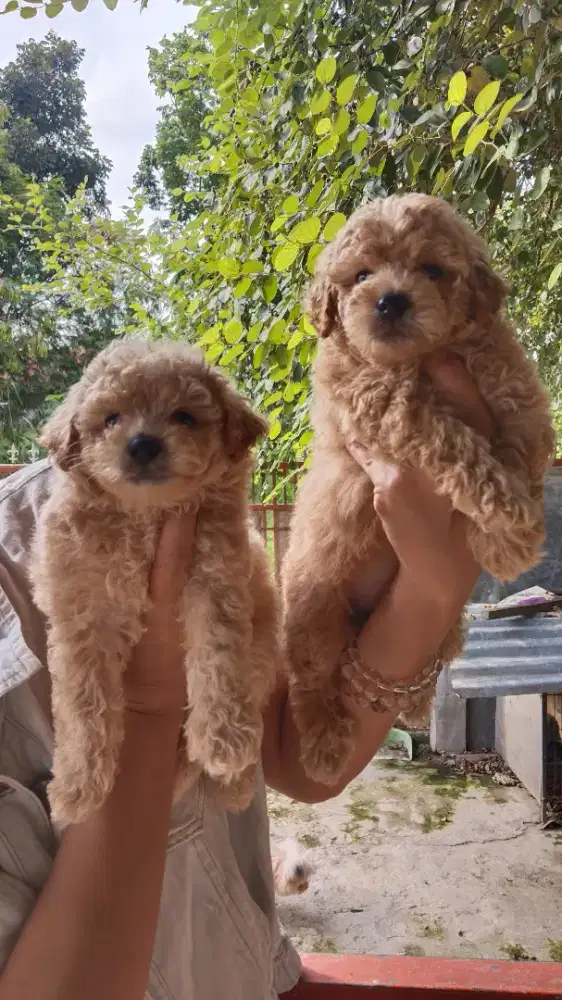 Poodle jantan non vaksin