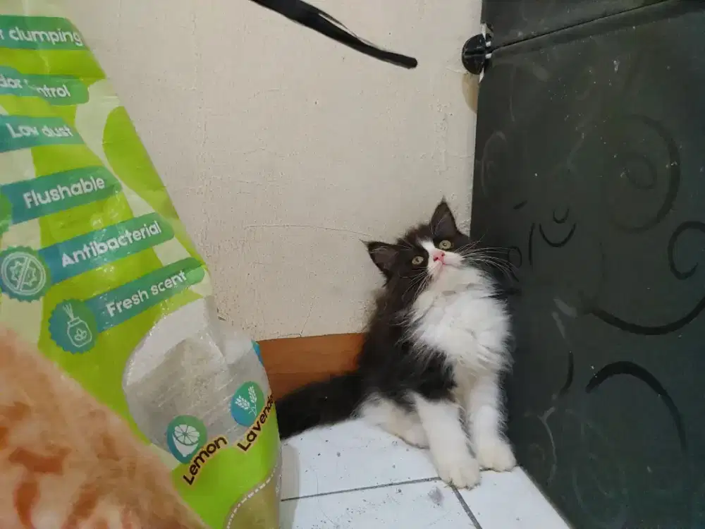 Kucing kitten persia / anggora / himalaya / peaknose / flatnose
