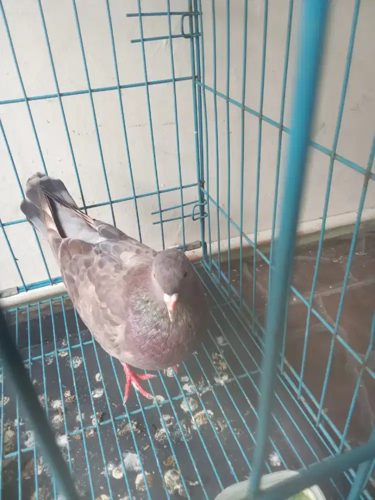 Burung merpati betina