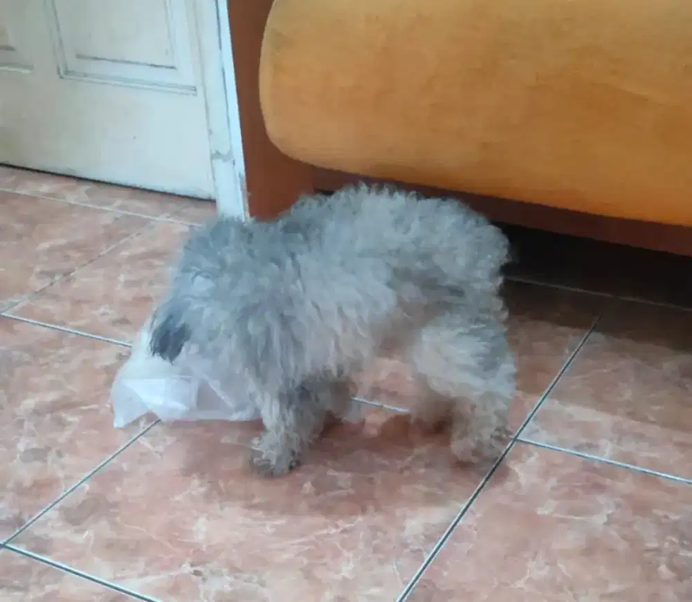 Dogy toy puddle