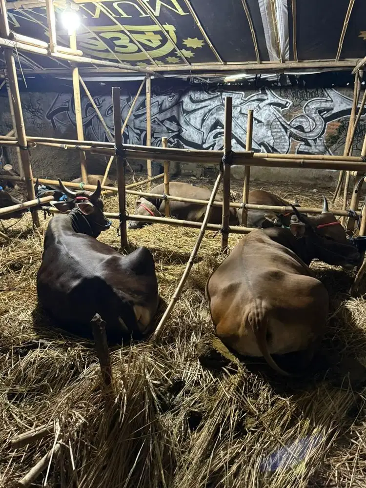 sapi Qurban sehat