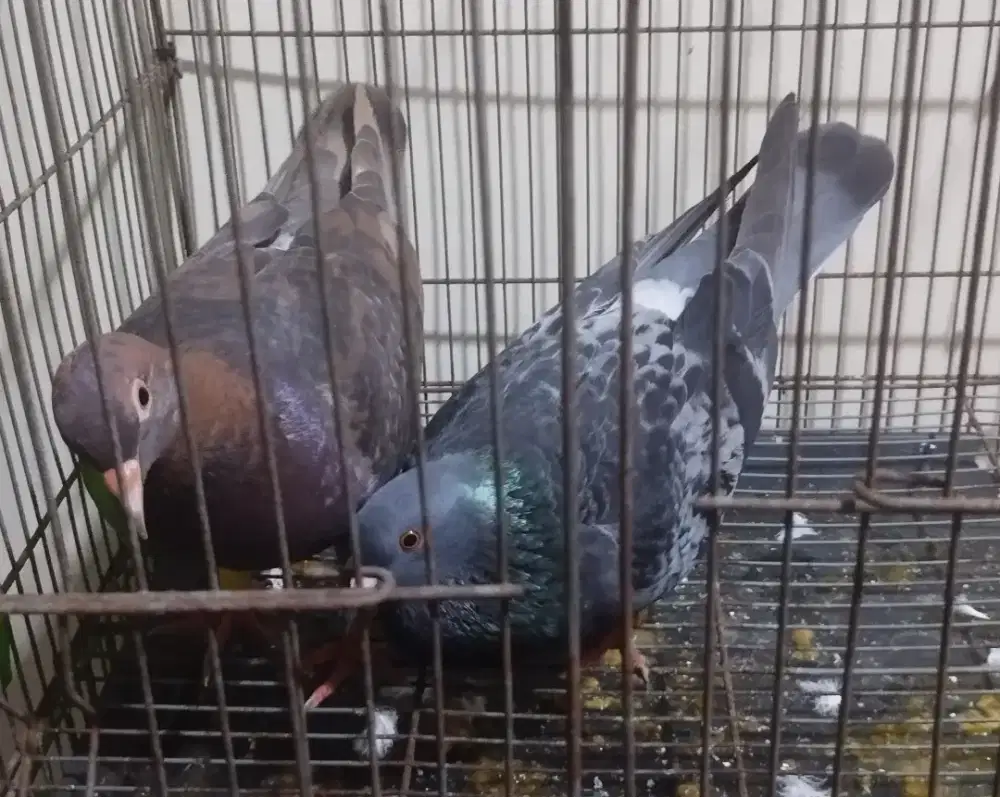 Burung dara sepasang