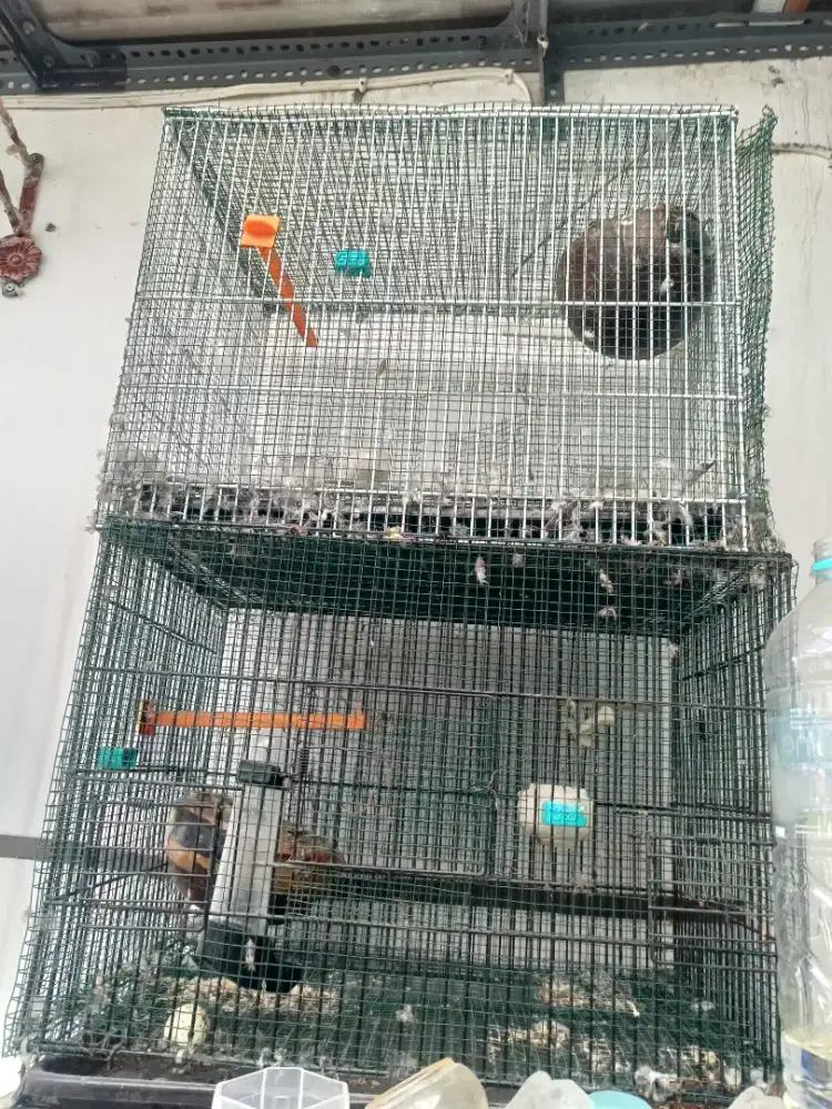 Kurungan ternak kenari blackstroath finch