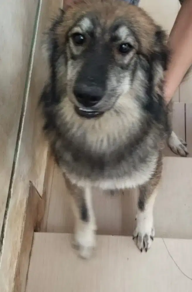 Anjing peliharaan