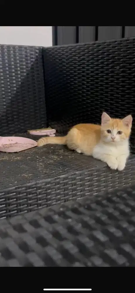 Kitten mixdome jantan
