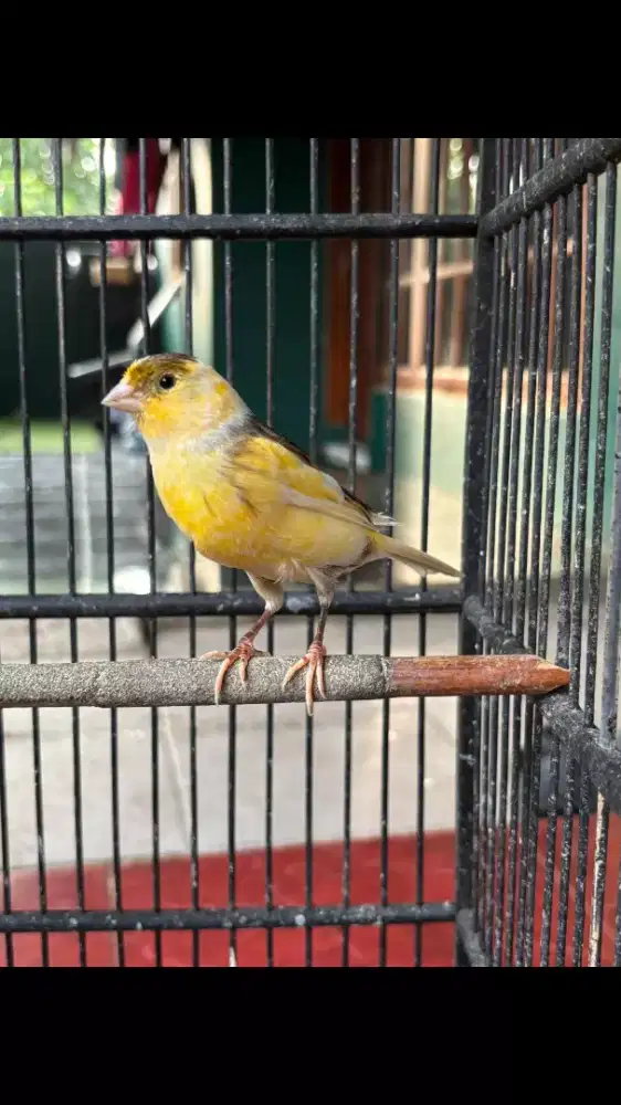 Kenari Loper Betina