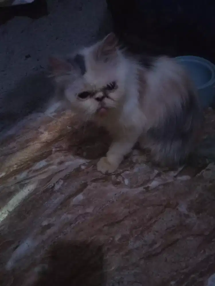 Di jual kucing Persia peak