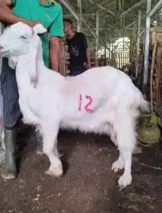 4 ekor kambing betina 50-60kiloan jumboan siap kurban 2026 ekonomisan