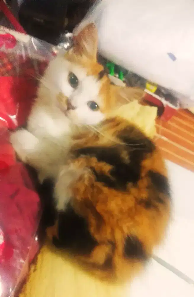 Kucing kitten pmedium calico longhair bersih sehat rampus makan
