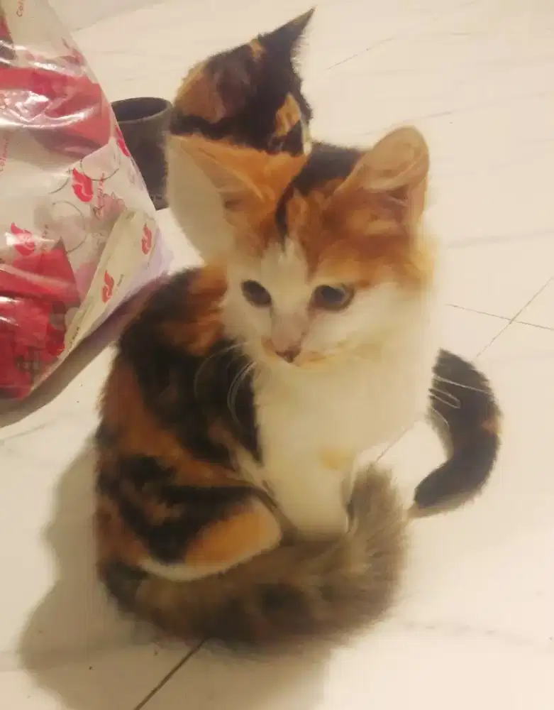 kitten 2ekor pmedium calico long&shorthai% bersih sehat aktif rampus