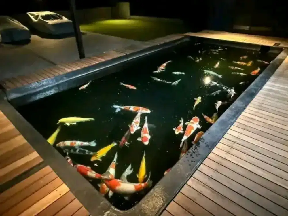 Kolam Ikan Koi Minimalis