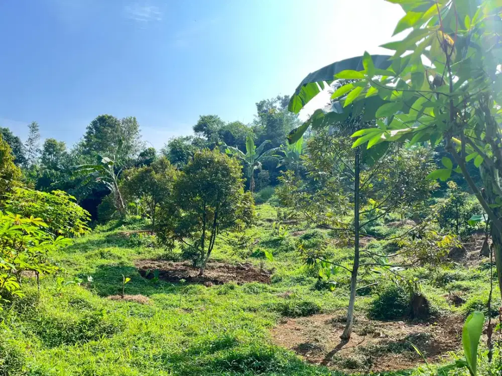 Dijual Kebun Produktif & Sawah di Desa Curug, Jasinga – SHM, Potensi Investasi Agribisnis