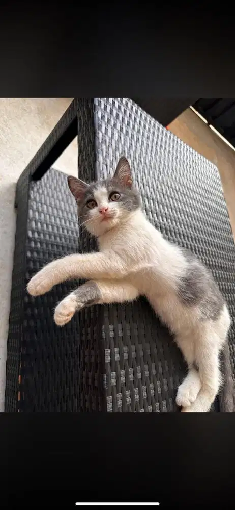 Kitten mixdome jantan