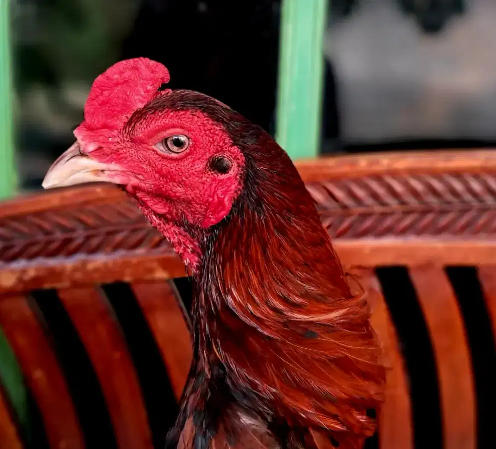 Ayam Jago Bangkok Pama Bulbi Pacekan [Harga Nego, nego, nego]