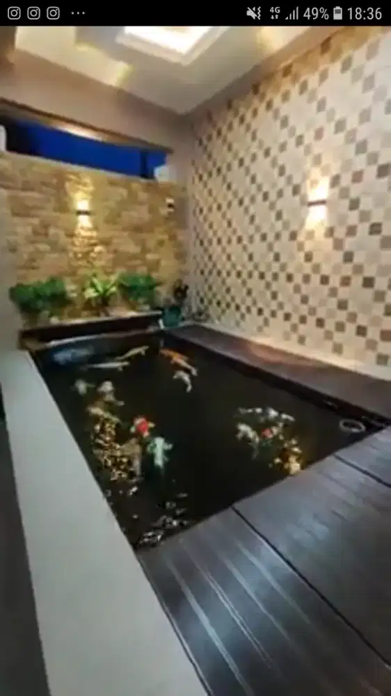 Kolam murah ikan koi