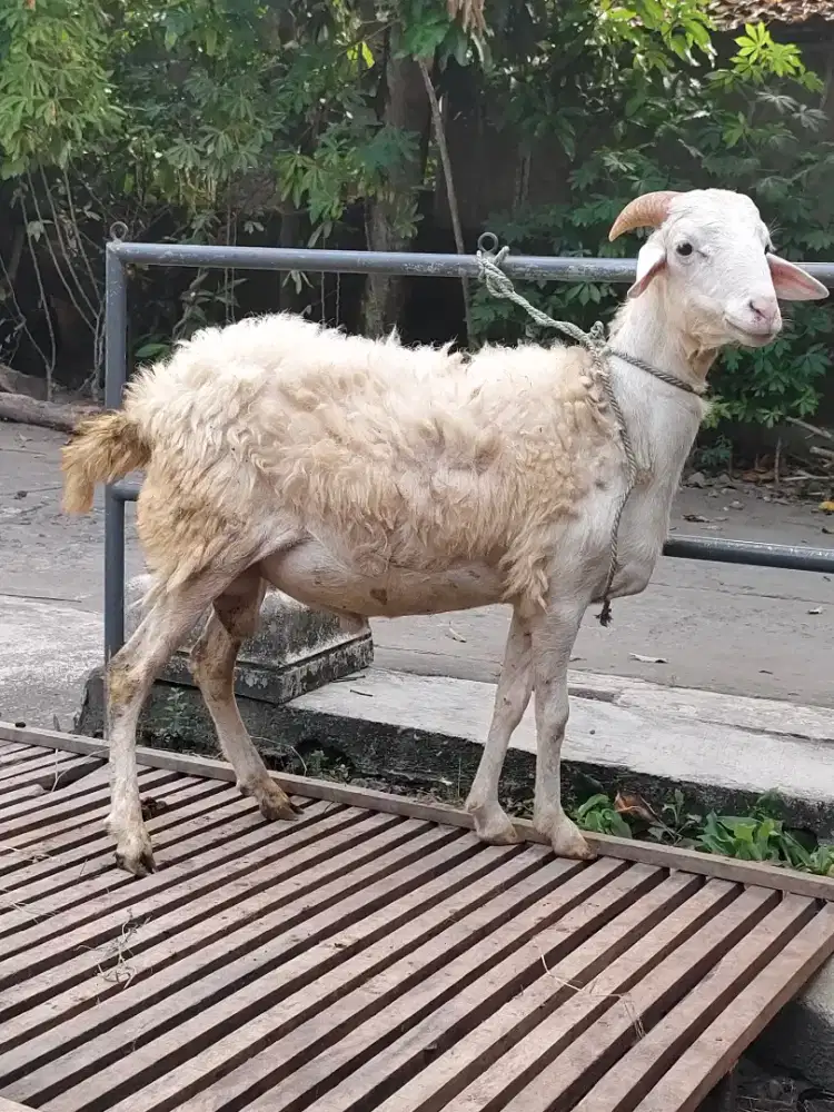 Kambing Domba Qurban gemuk ekonomis