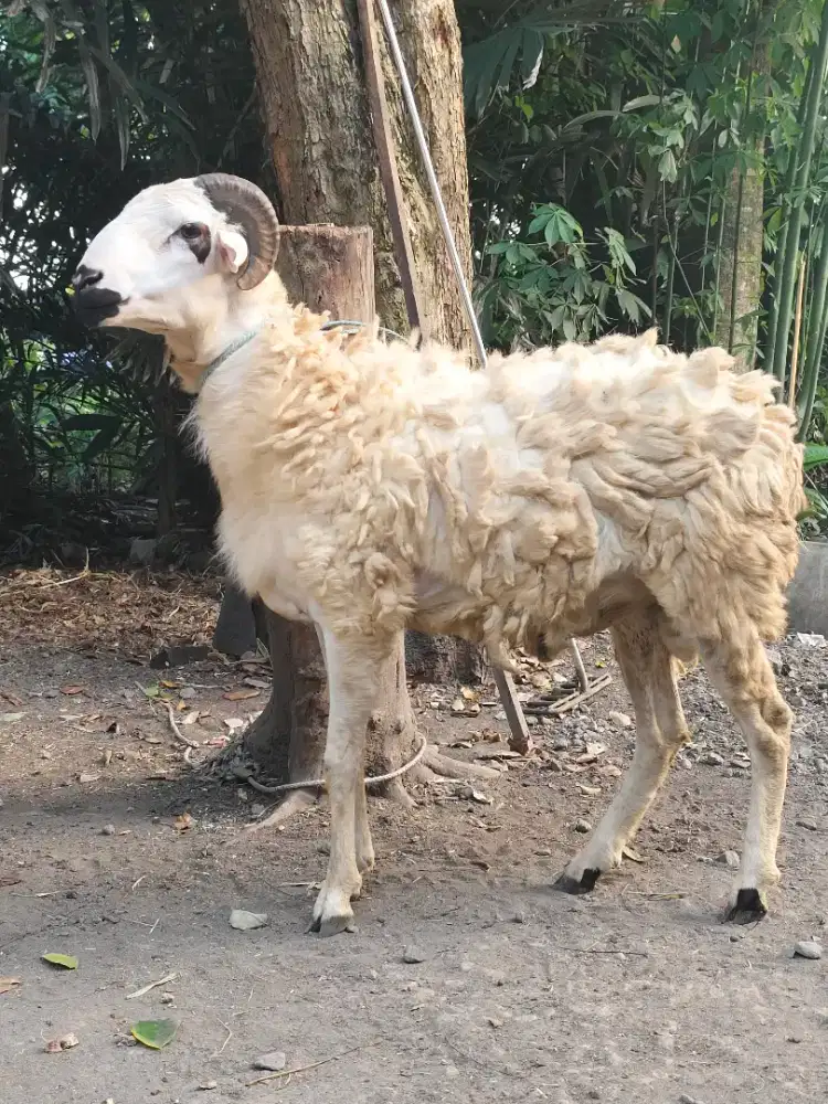 Domba kambing Qurban premium