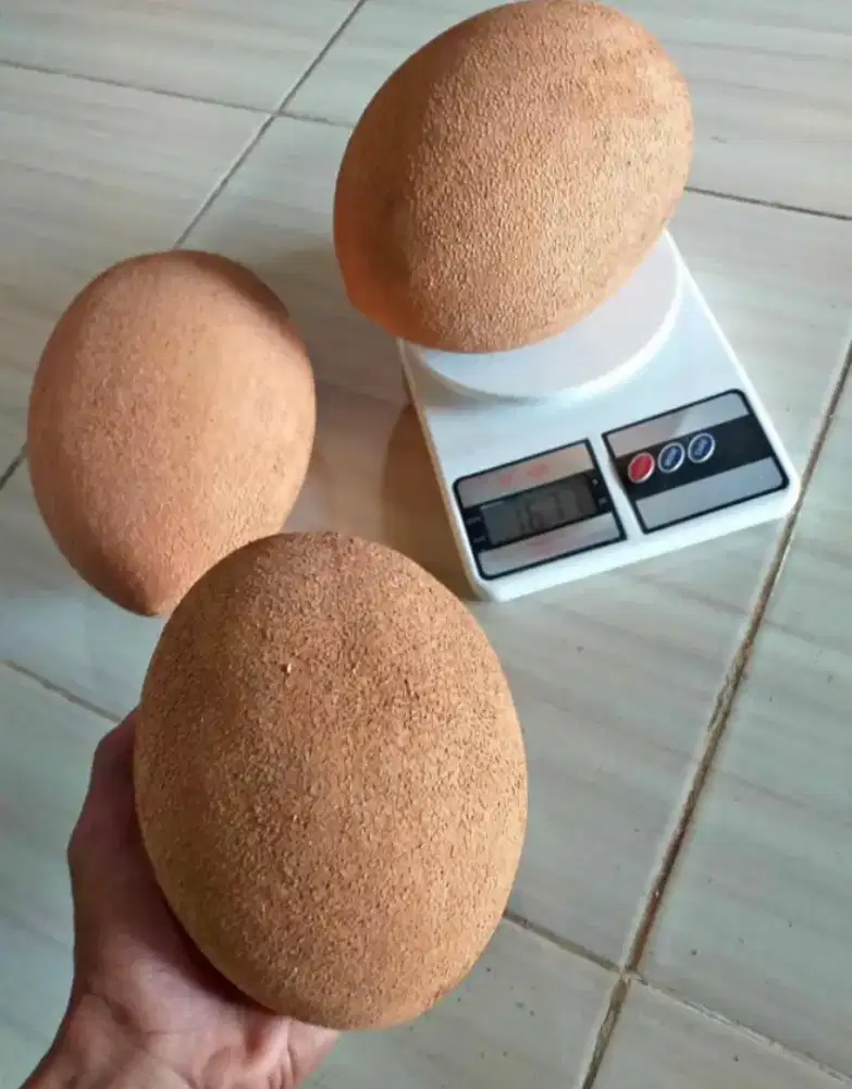 Buah Sawo Jumbo Mexsiko