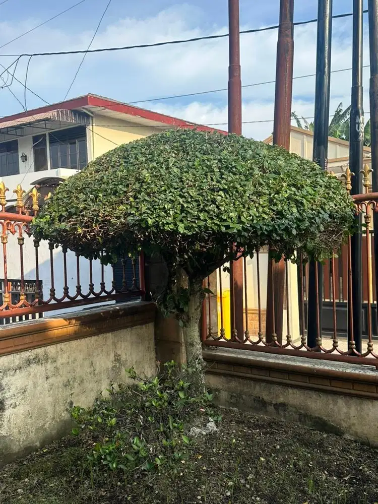 Tanaman bongsai