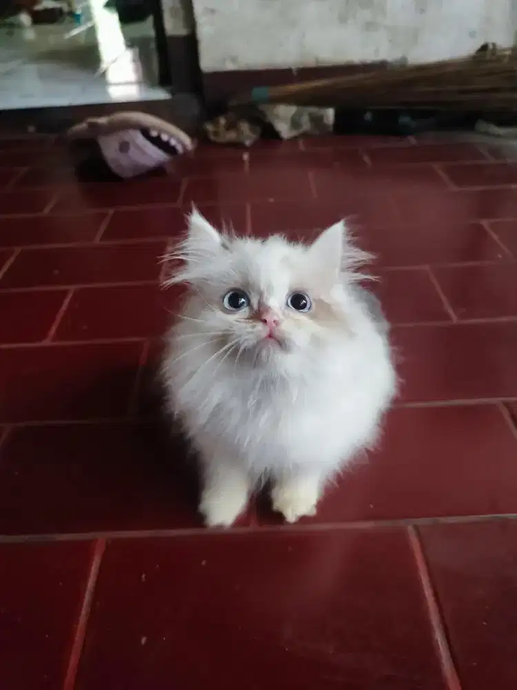 Kitten Ragdoll jantan