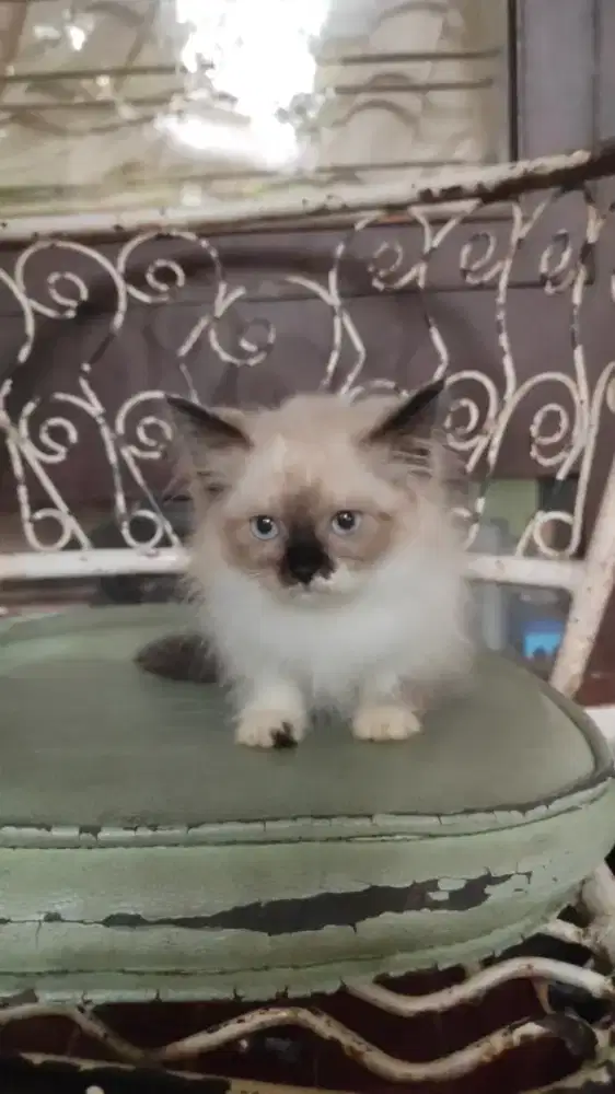 Kucing ragdoll betina 3 bulan