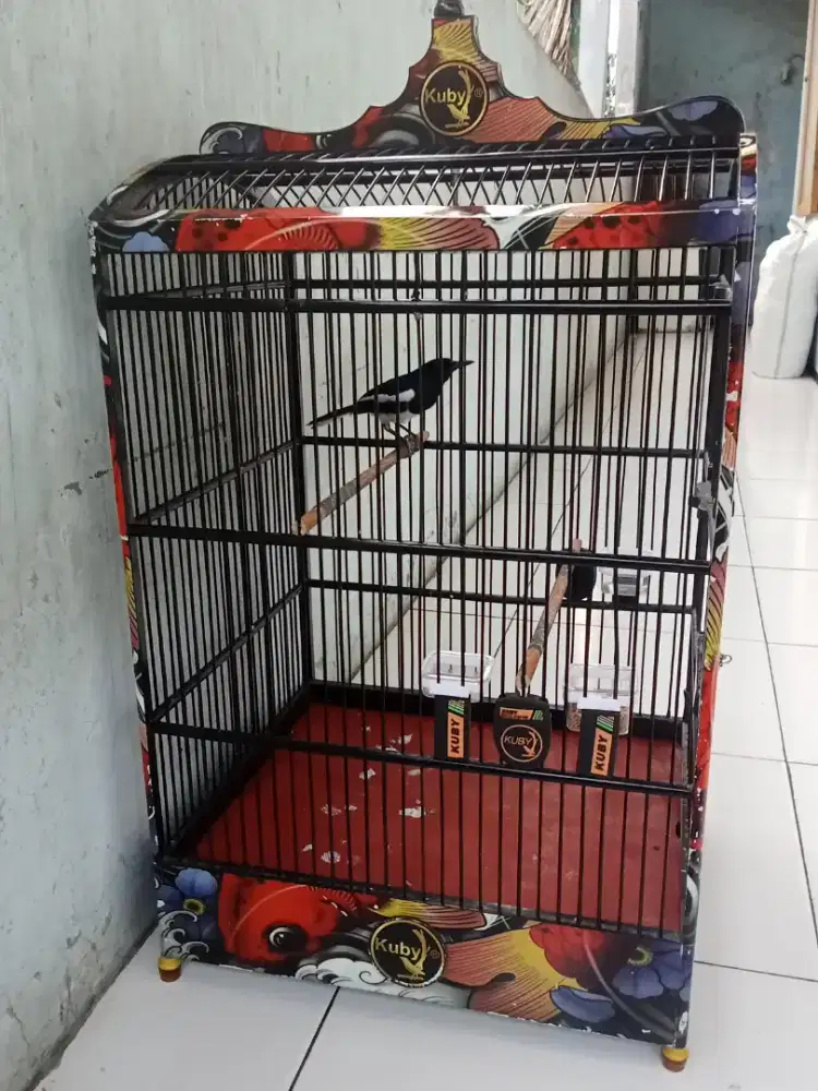 Kacer dapur fulset sangkar bagusnya