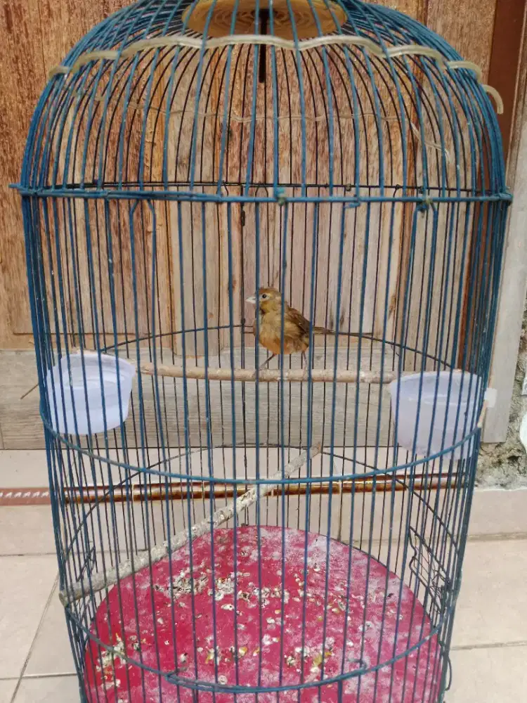 Burung kenari loper ngeriwikan jantan, bisa nego