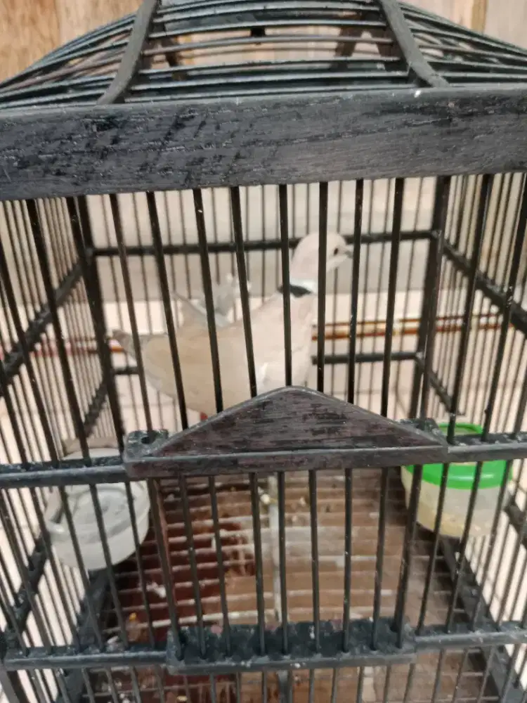 Burung puter pelung jantan gacor,murah bisa nego