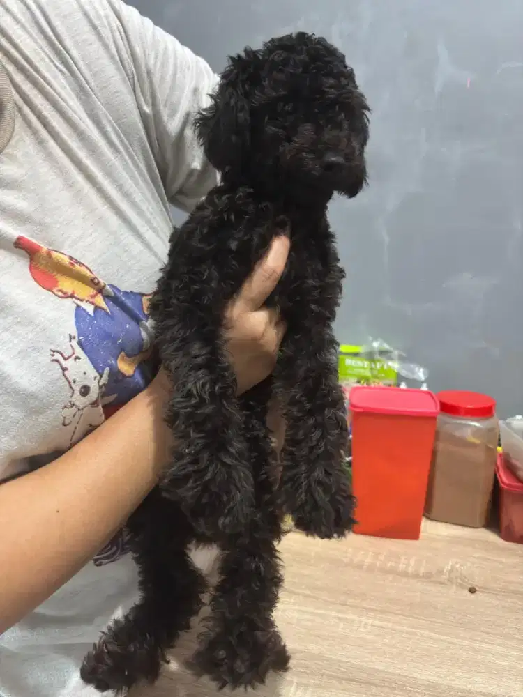 Black poodle 3 ekor