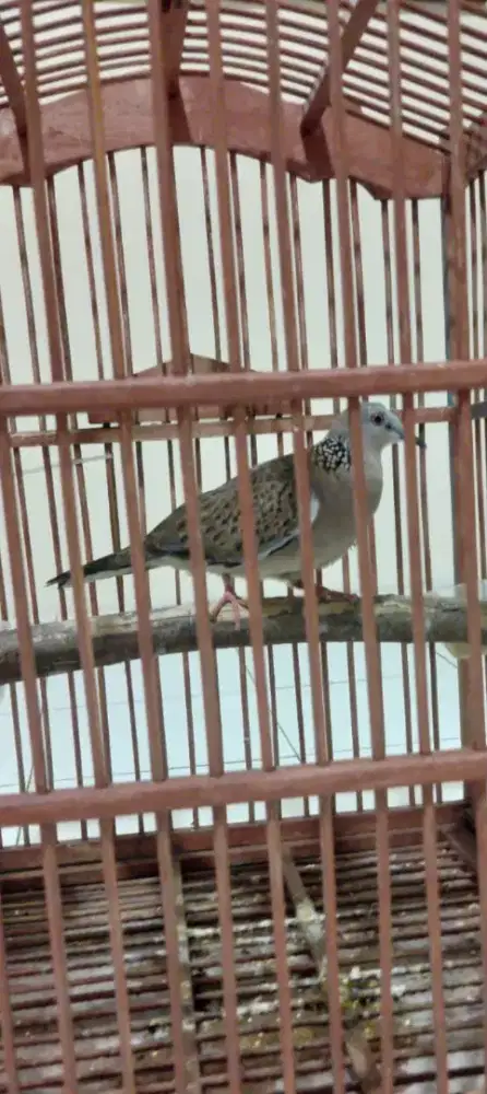 Burung terkubur kuk 2 sandung, murah bisa nego