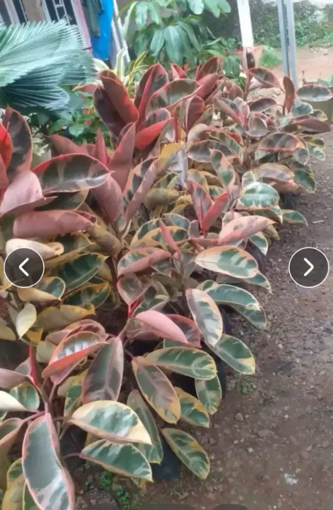 Tanaman hias karet Ruby