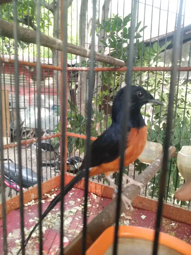 Burung murai batu Aceh.