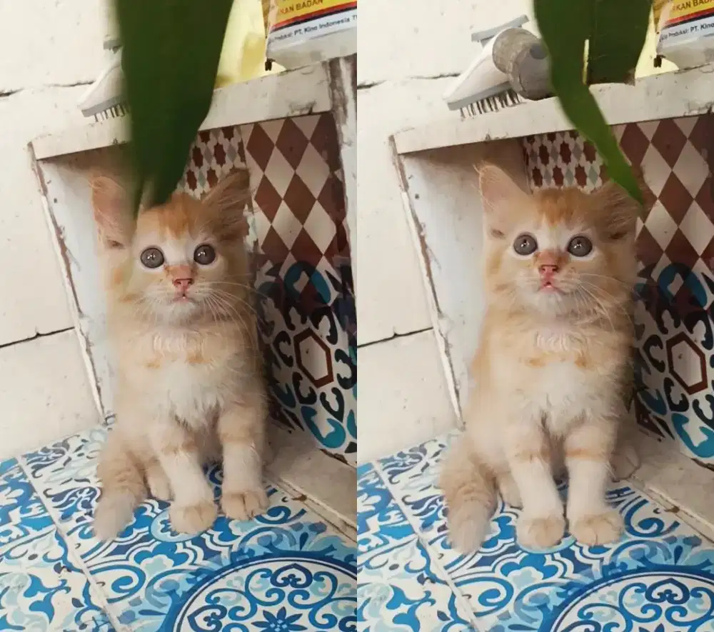 Kitten Persian x mc