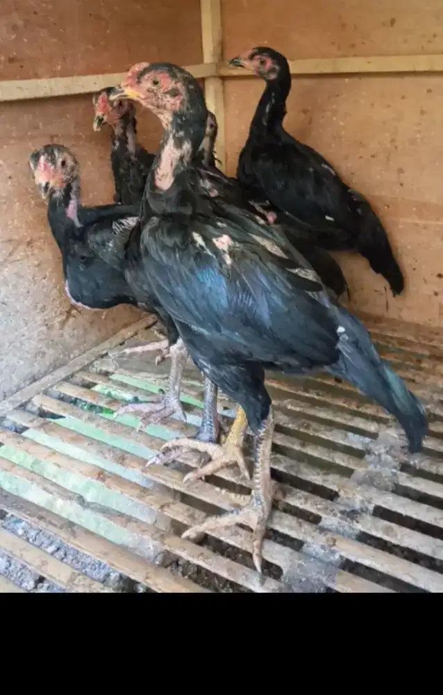 Ayam Bangkok silang Shamo