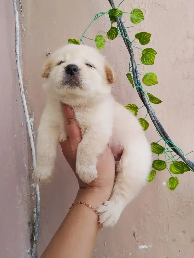 Puppy 2 jantan 1 betyna