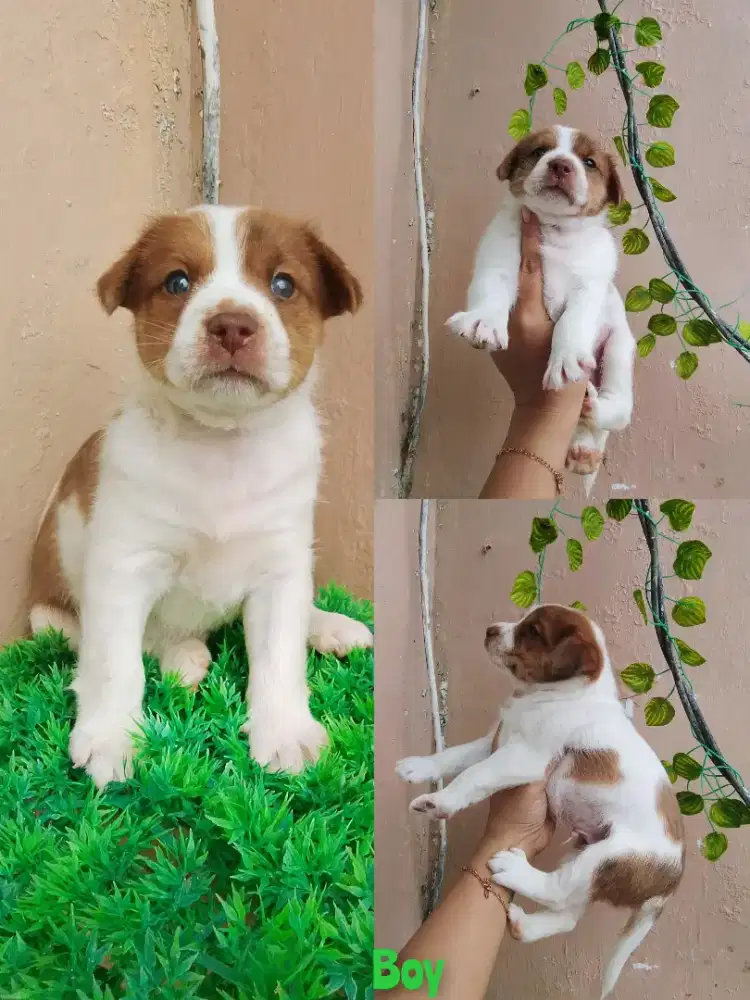 Dua jantan puppy