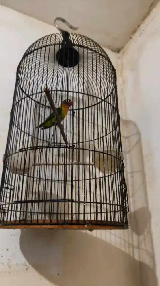 Burung love bird kandang sesuai pict fullset